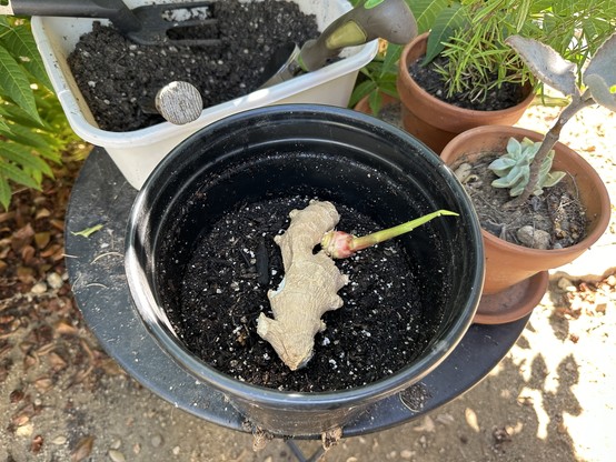 Piece of edible ginger growing a long green shoot on the right. The piece is sitting in a pot on top of planting soil. Soil in a dishpan with some gardening tools in it. And 2 plants in clay pots on the right. The one at the top is rosemary and bottom is a felt bush 