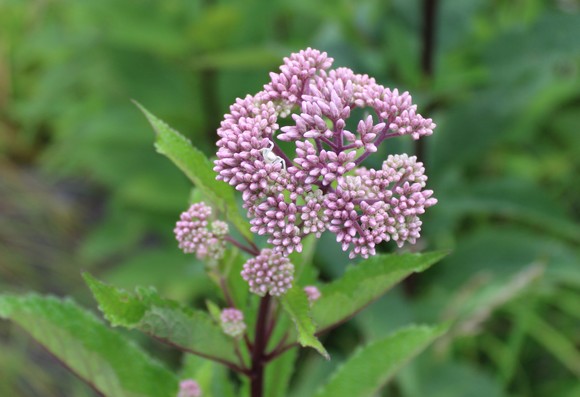 Multiple clusters of pale dusk rose colored buds on a plant with maroon stems and leaf veins against a blurred background of similar plants.