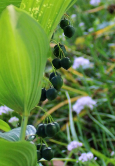Dark toxic berries in groupings of three attached by thin green stems to the underside of a stem with elongated green leaves against a blurred background of other plants and flowers. 