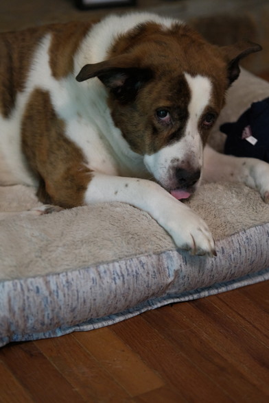 A white and brown dog lying on his new beige bed, with his tongue out licking his right front paw