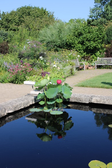 A single red water lily growing high above the water surface along with large green leaves which only a few rest on the water surface of a reflection pool that is is bordered with a stone ledge and a planter urn in the corner. The water is reflecting the undersides of the plant's leaves and the cement urn along with the blue sky overhead. Garden walkways surround the pool with a walkway intersecting and leading to a wooden bench. There are many plants and flowers to the left of the bench and next to the walkway with a mown lawn on the right side of the walkway. There are trees beyond further in the distance.