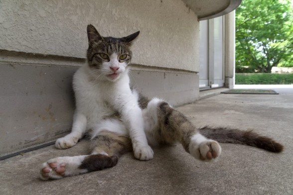 立川市の猫