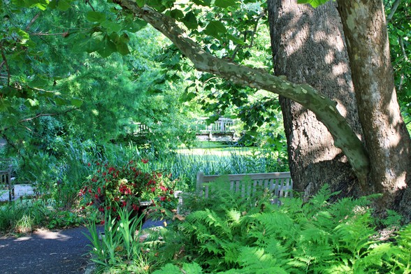 Trunks of a sycamore tree surrounded by ferns next to a path with a back of a bench next to a planter of fuchsias behind the tree with reeds across the path from the bench which are in the green pond that is below the wooden pedestrian bridge that is seen through the branches of some of the trees surrounding the pond.