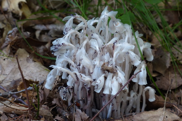 A photo of the Indian pipe plant. This plant is unique in that it is mostly white with some dark colored specs. The flower is an elongated bell shape that hangs downward. 