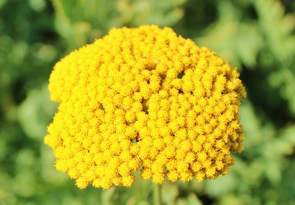 Close up of golden yellow bloom of a mass of florets against a blurred green and yellow background.