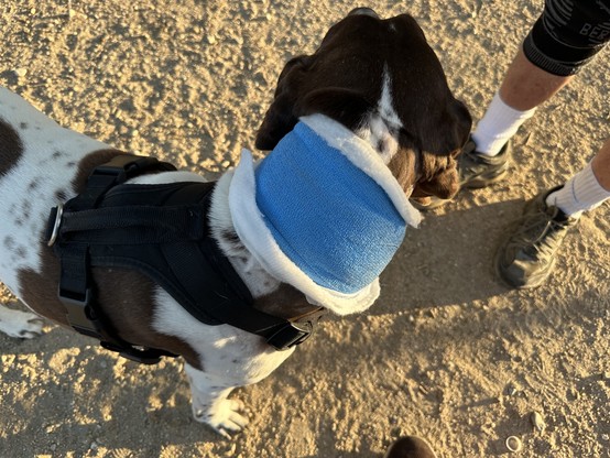 German short hair pointer, brown and white, with a blue bandage around his neck. His Daddy explained to me his heart rate dropped to 35 bpm and he had to get a pacemaker. $13k.  My lower legs in top right corner. Background is sang. 
