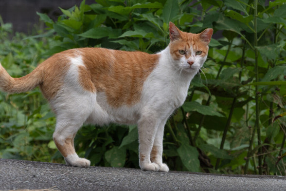 昭島市の猫