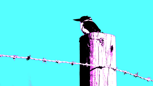 A four-colour rendition of the tufty kingfisher sitting on the fencepost.

This has been rendered in CGA palette. Cyan, magenta, black, and white. Resolution not adjusted though, so it looks effing sublime. 