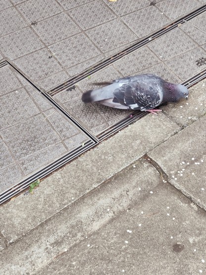 道路に落ちている押し麦をついばもうとする鳩の写真。