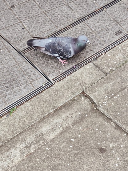 押し麦をくちばしに挟んでいる鳩の写真。