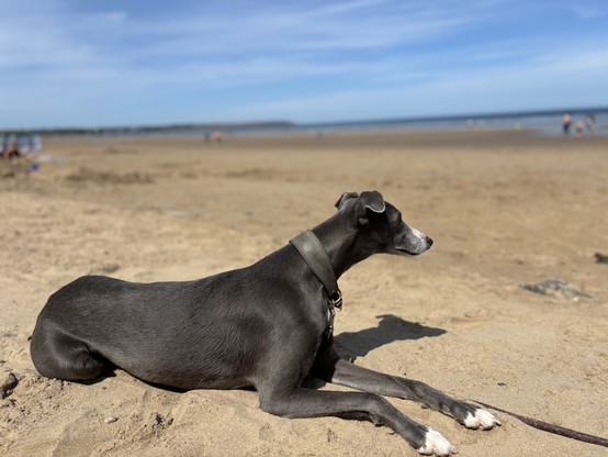 A grey dog (a handsome whippet boy) lying on a sandy beach, looking towards the sea.
砂浜に横たわるグレーカラーの犬(我が家のウィペットくん)。海をじっと見つめている。