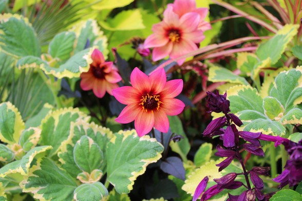 Variegated green with light yellow edged foliage with pink, peach and maroon eight petal blooms with orange-yellow stamen and some deep purple tubular blooms growing among them. A partial view of a thin green and red blade plant and some lime green foliage add additional color at the top of the frame.