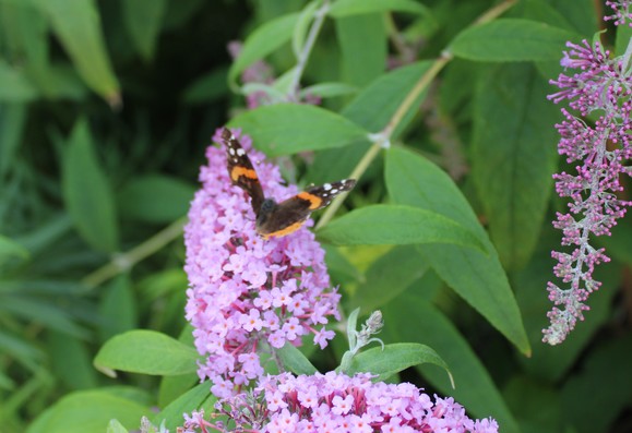 A Red Admiral butterfly with wings spread on a large cluster of pink four petal blooms with orange centers with background of green leaves and an younger bloom hanging down to the right with only a few blooms starting to open. 