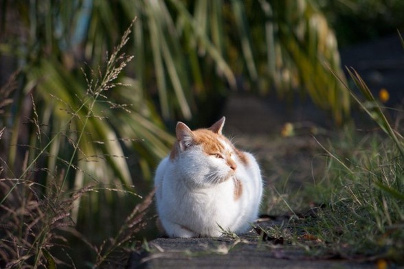 羽村市の猫