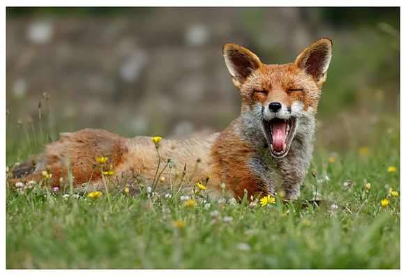 Fox lying down in profile in uncut grass. Her ears are up and her mouth is open in a yawn with her tongue curling up and inward.