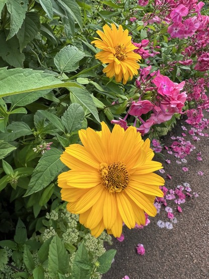 Yellow flowers with a background of green leaves and pink flowers.