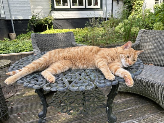 Ginger the cat lies stretched out on the garden table