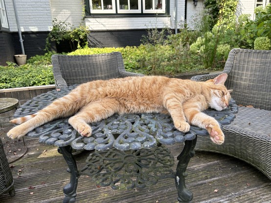 Ginger the cat lies stretched out on the garden table