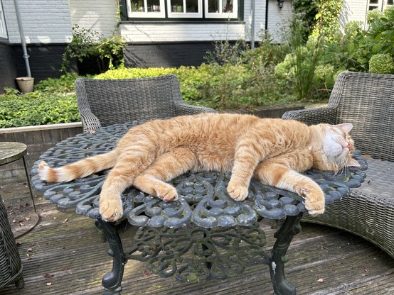 Ginger the cat lies stretched out on the garden table