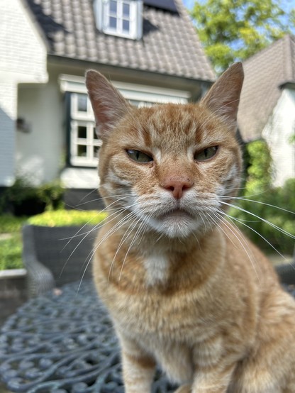 Ginger that cat looks straight into the camera