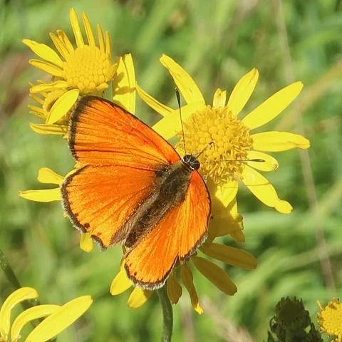 Picture of a very orange butterfly on very yellow flower (Dukatenfalter)