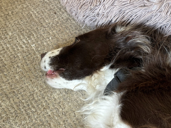 A brown and white Springer spaniel lies on her side. Her mouth is mostly closed, but her tongue is sticking out.