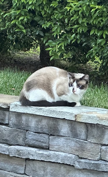 Cat with a white underside, a black tail folded underneath, and an ash back, plus with black markings around the eyes and the edge of his ears. He is sitting on a cut stone regaining wall, with grass and a hedge in the background 