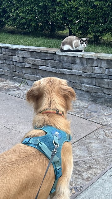 Golden retriever with a blue harness & seen from the back watching a, sadly frightened,  white & ash cat with a black tail and black markings, sitting on a cut stone retaining wall (with greenery in the background) 