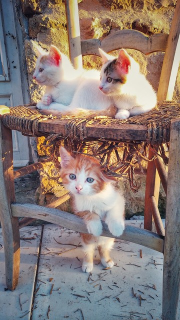 Ici on voit le roux sous la chaise et son frère est au-dessus à droite.