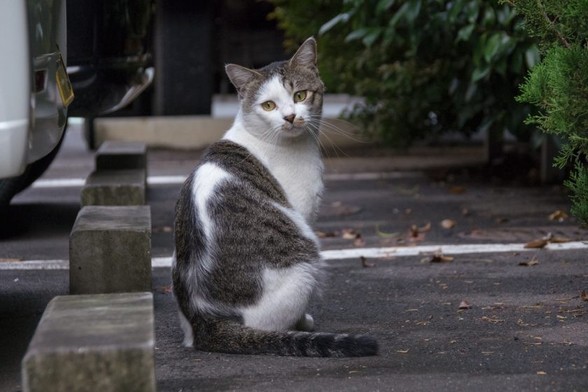 朝霞市の猫