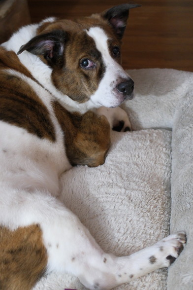 A white and brown dog lying in his bed looking back as his dad took the picture