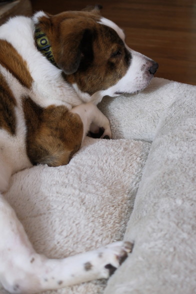 A white and brown dog lying in his bed looking sleepy