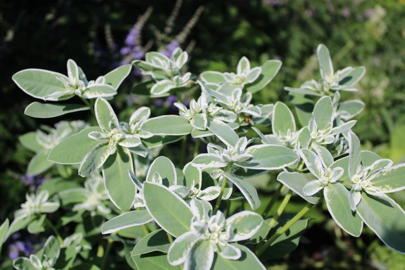 Variegated green leaves outlined with white edges on a grouping of plants. 