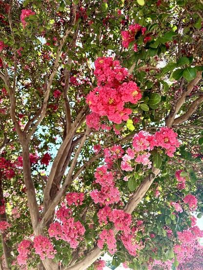 Tree with vibrant pink blossoms and green leaves under sunlight.