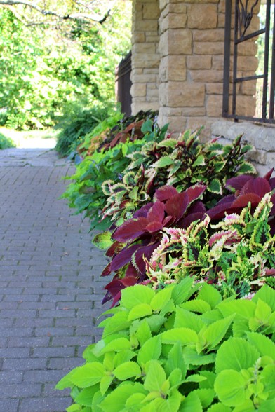 A reddish gray brick paver walkway in the shade of a golden stone wall with wrought iron decorative open air window lined with containers of different varieties of colorful coleus extending to a point where the stone wall is met with a tall wrought iron fence and the path changes to flagstone with trees ahead basking on the bright sunlight.