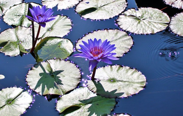 Purple open blooms with orange and purple centers standing above round silvery green lily pad leaves casting shadows onto the leaves below. The water surface is a deep gray blue with light purple reflections of the intense sunlight around the edges of the leaves and some ripples in the water.