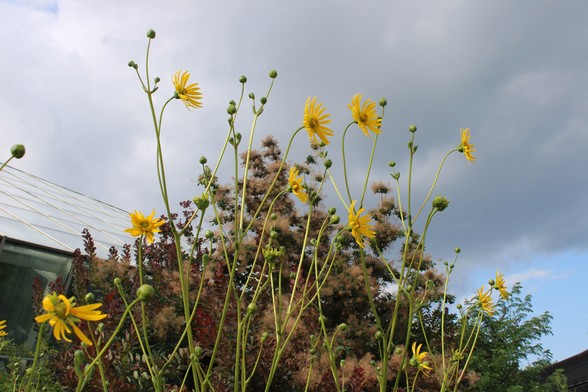 Tall yellow flowers on thin green stems with a glass paned roof and a tree with sprays of dusky rose blooms in the background under a large cloud above with peeks of blue sky in the lower right corner.