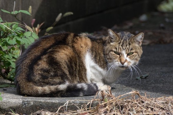 国立市の猫