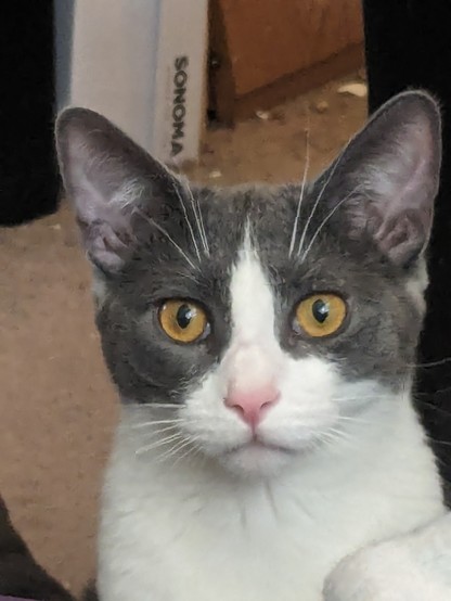 Headshot of a gray and white tuxedo cat looking straight at the camera.