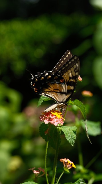 A swallowtail from its side, lighting on a lantana blossom