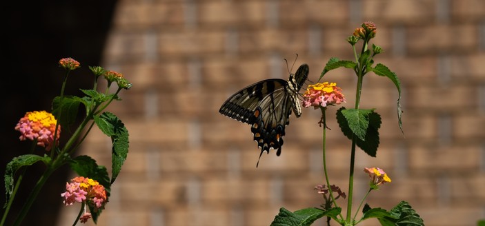 A swallowtail on a lantana blossom, showing its full body and the inside of its wings