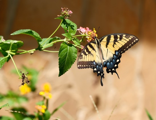 A swallowtail on a lantana blossom showing the bright outside of its wings