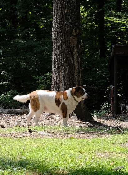 A sideview of a white and brown dog standing in his yard in front of a big tree trunk, looking toward the right side of the screen