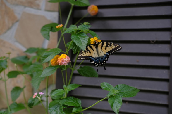 A swallowtail with its wings fully spread wide on a lantana blossom