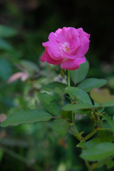 A pink rose and green leaves