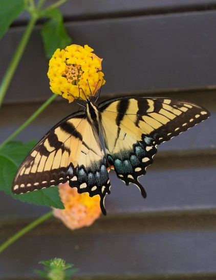 A closeup of a swallowtail with its wings spread wide on a yellow lantana blossom