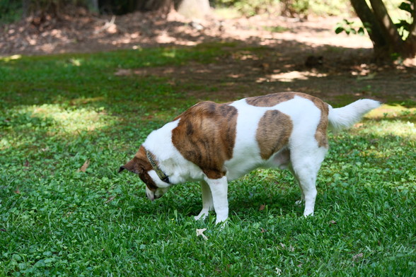 A sideview of a white and brown dog grazing in his yard