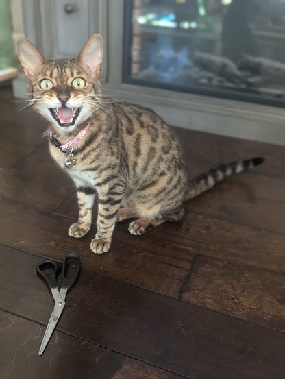 Bengal cat with an angry snarl sitting right behind a pair of scissors on the floor. Why are they there and why is she sitting on them angrily? That's a question left to the reader