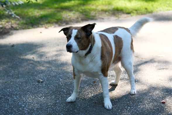 A white and brown dog standing on a gray driveway in the shade of trees