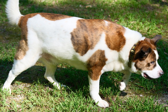 A white and brown dog sideview in the sun, walking to the right of the screen